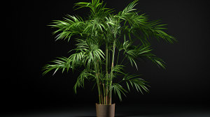 Bamboo Palm (Chamaedorea Seifrizii)