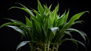 Corn-Plant-Dracaena-Fragrans